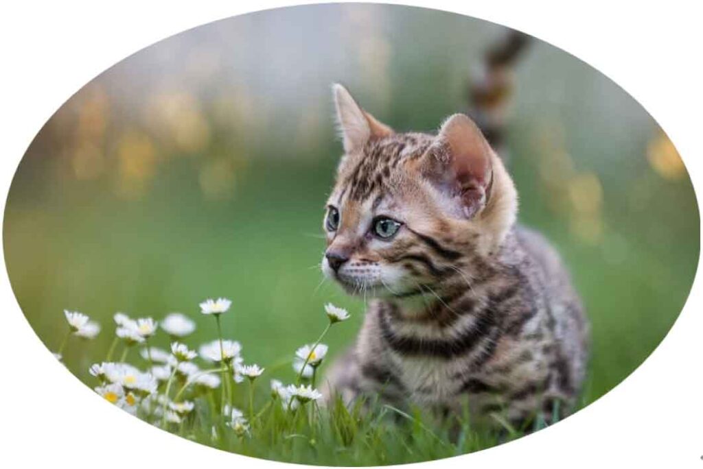 図形に合わせてトリミングした画像