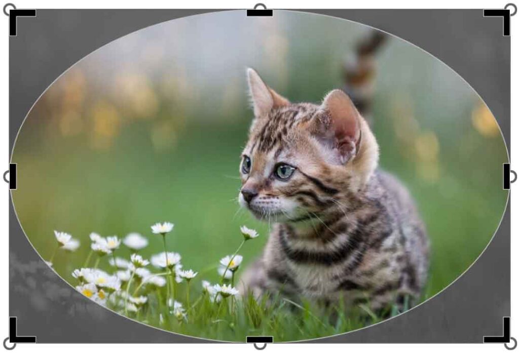 トリミングボタンを押した時の画像